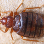 Bedbug identification and extermination in Utah