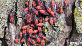 Box elder bugs identification and extermination in Utah