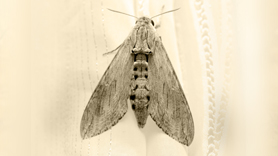 Moth identification and extermination in Utah