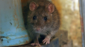 Rodents identification and extermination in Utah