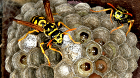 Hornets identification and extermination in Utah