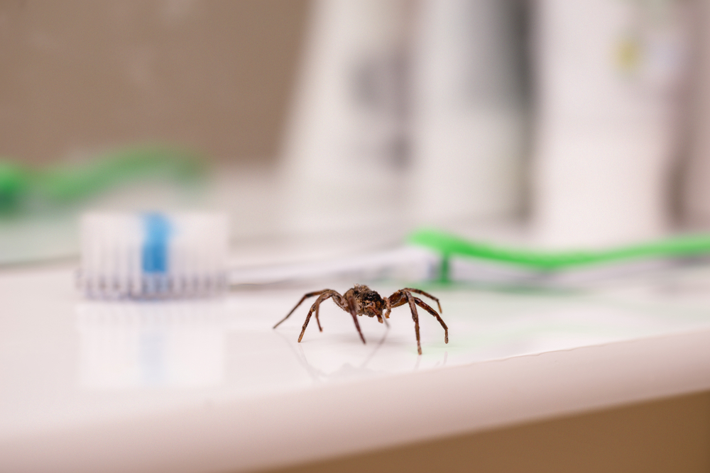 The common house spider is usually the spider most often encountered  indoors. It is a nuisance pest, probably more bec…