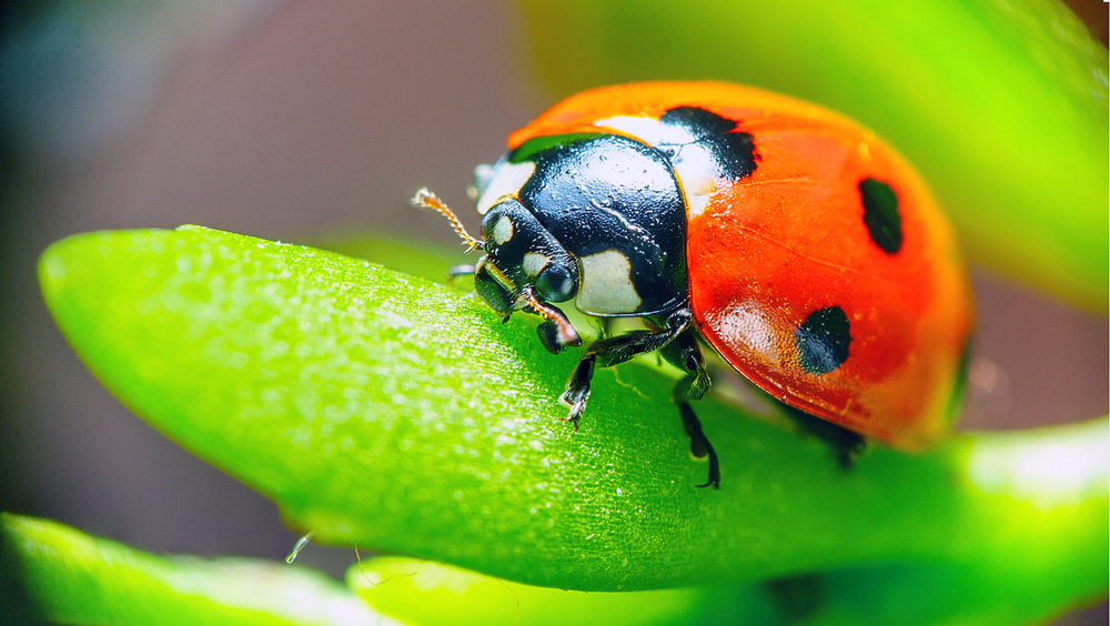 What Order Of Insects Is A Ladybug