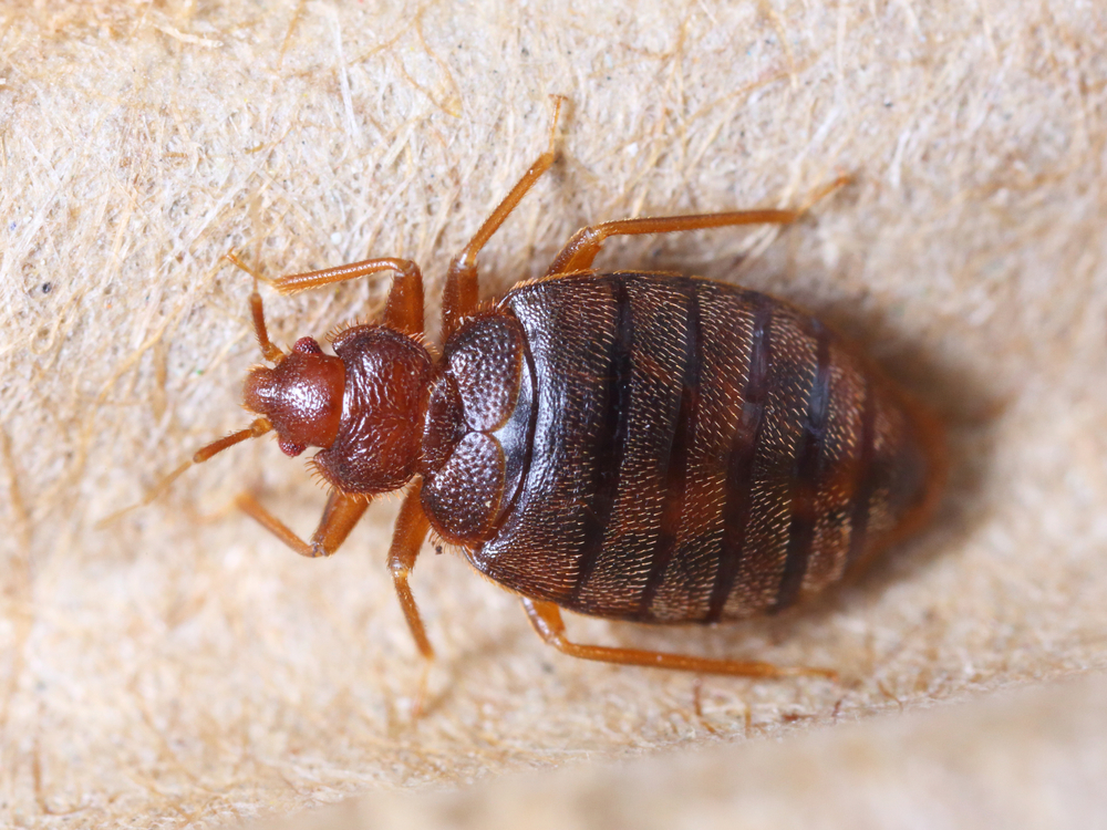 non-bed-locations-where-you-might-find-bedbugs-part-1-bug-busters