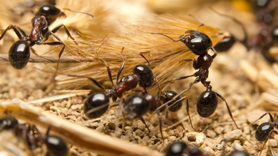 Ants identification and extermination in Utah