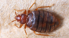 bedbug creeping across some fabric