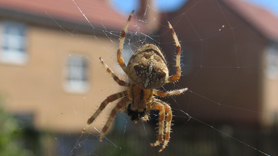 Spider identification and extermination in Utah