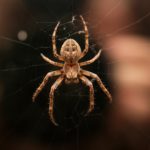 dangerous Utah spiders