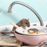 risks rodents home insulation