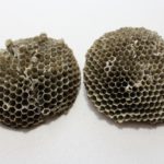 identifying removing wasp nests