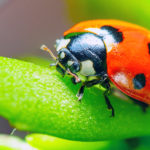 insects animals natural pest control