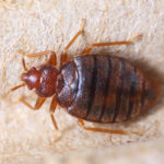 non-bed locations bedbugs