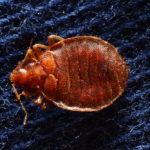 non-bed locations bed bugs