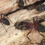 termites carpenter ants characteristics