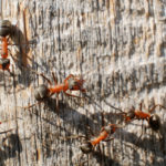 termites carpenter ants damage