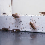 teaching children common pests